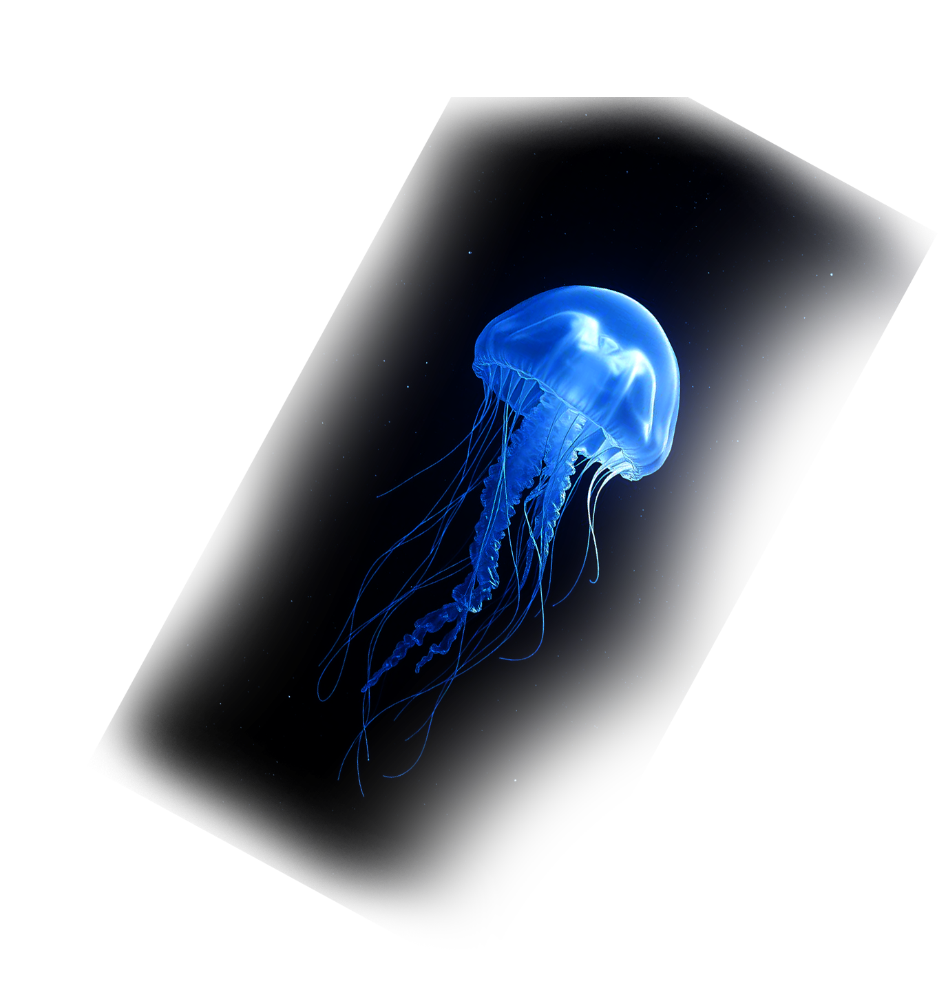 Jellyfish 1